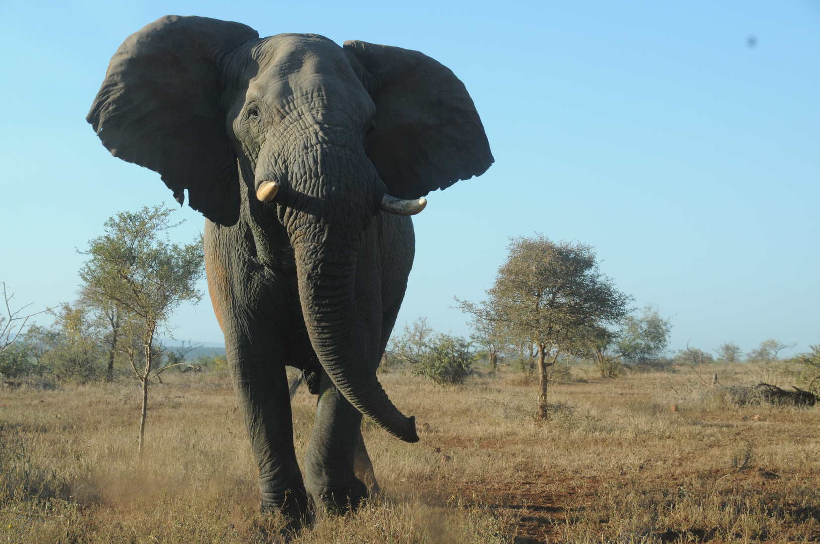 Elefant im Krüger National Park Südafrika