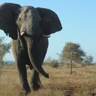 Elefant im Krüger National Park Südafrika