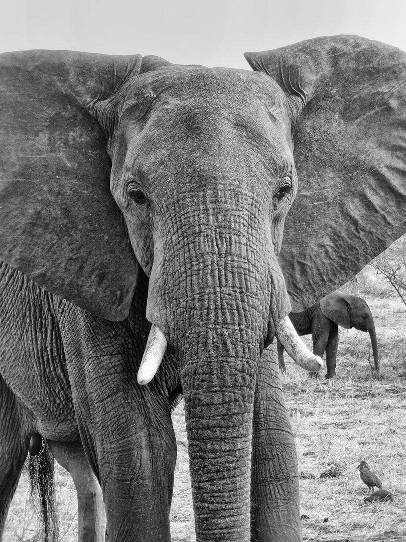 Elefant im Krüger Nationalpark