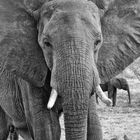 Elefant im Krüger Nationalpark