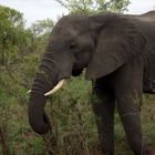 Elefant im Krüger Nationalpark