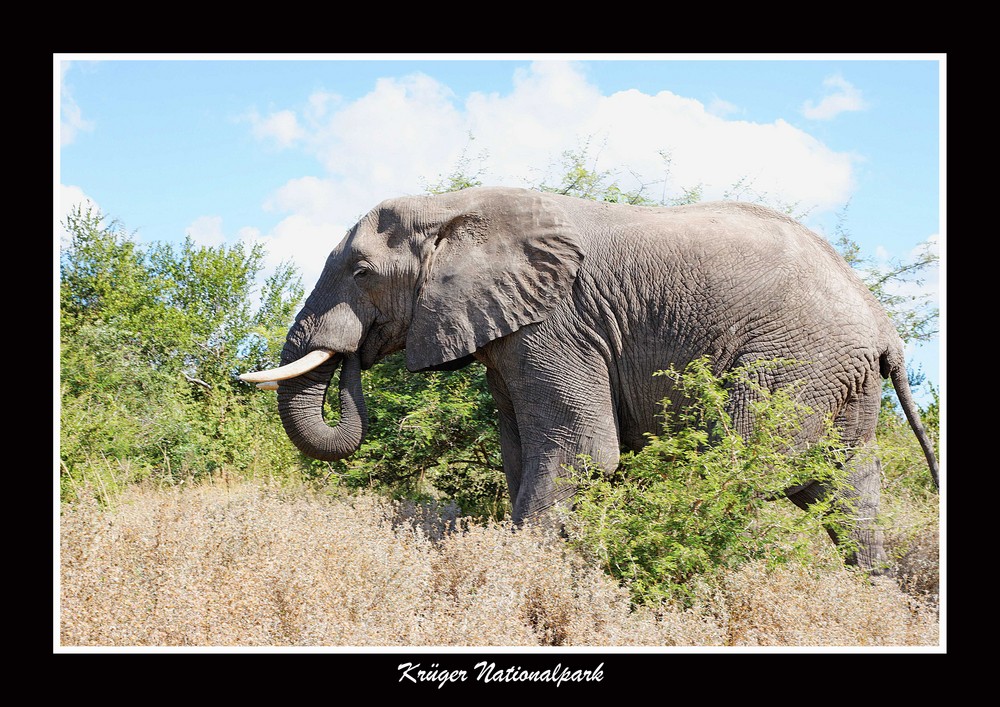 Elefant im Krüger Park