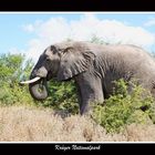 Elefant im Krüger Park