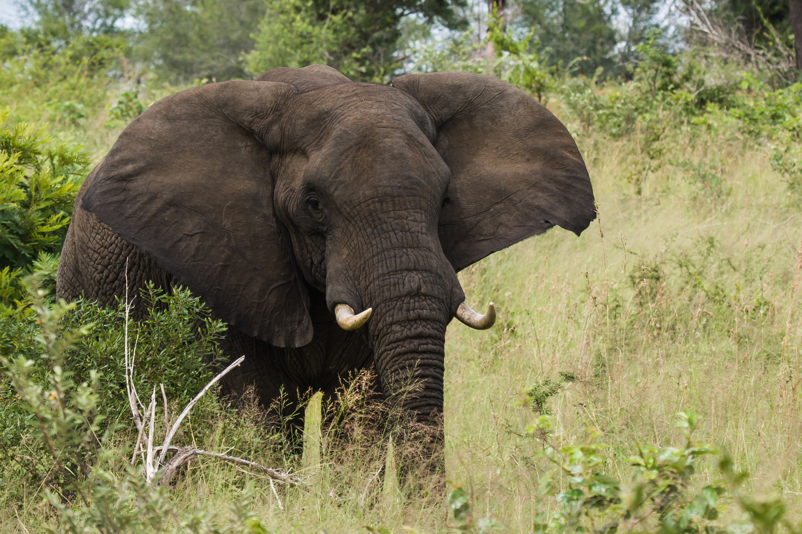 Elefant im Krüger Park, Südafrika