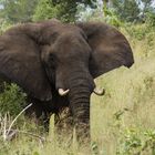 Elefant im Krüger Park, Südafrika