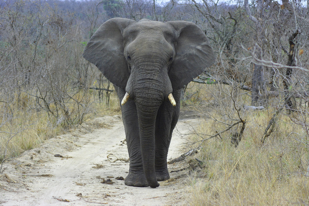 Elefant im Krüger Park (Südafrika)