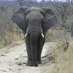 Elefant im Krüger Park (Südafrika)