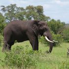 Elefant im Krügernationalparkr