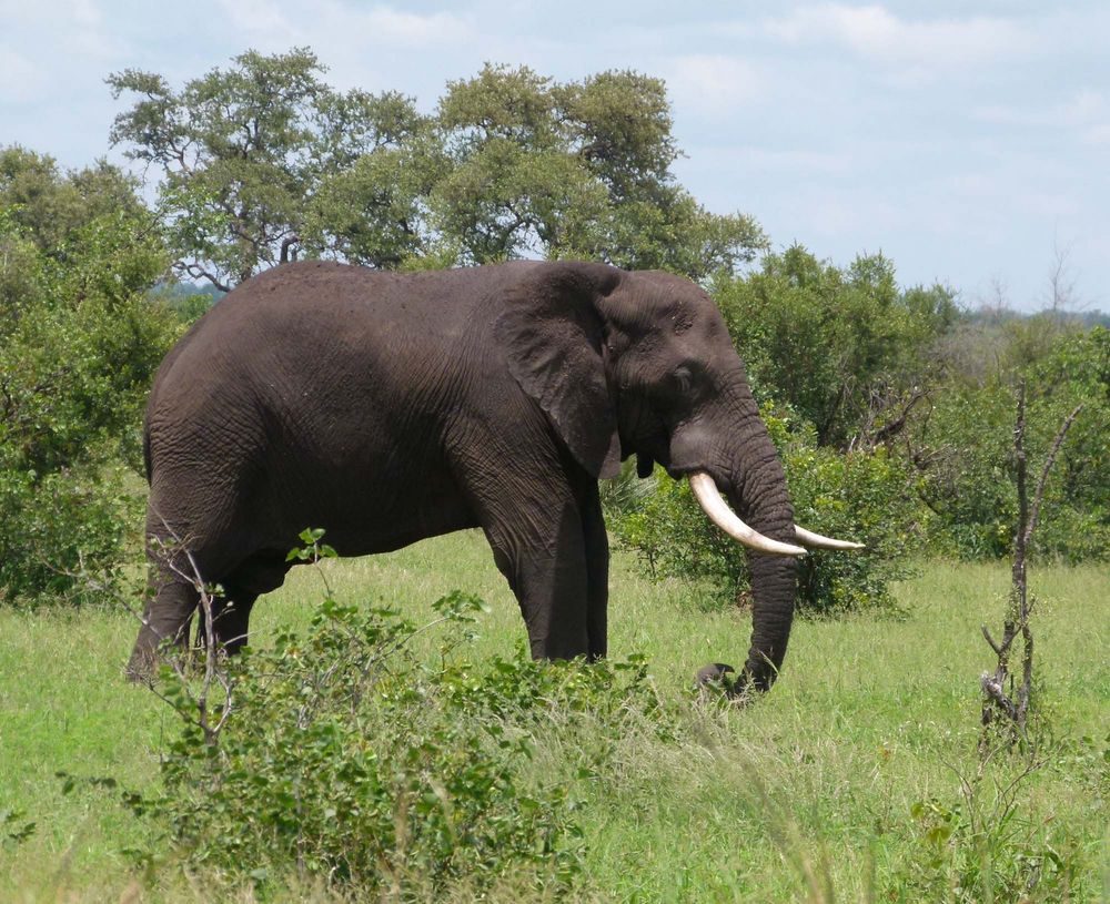 Elefant im Krügernationalparkr