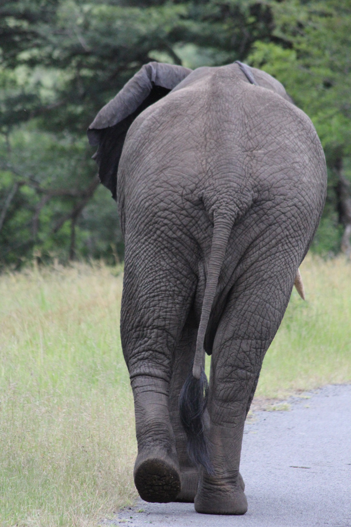 Elefant im Krügerpark