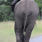 Elefant im Krügerpark