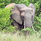 Elefant im Kruger Nationalpark