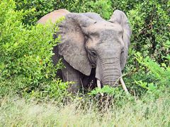 Elefant im Kruger Nationalpark