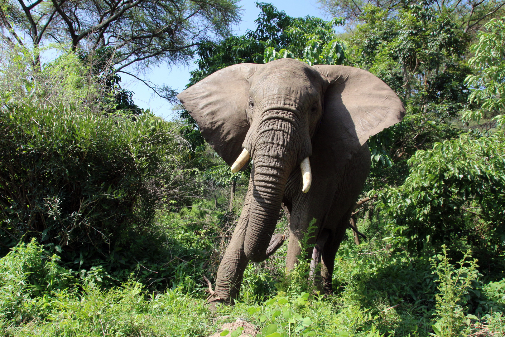 Elefant im Lake Manyara Nationalpark