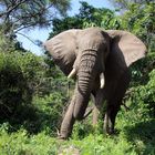 Elefant im Lake Manyara Nationalpark