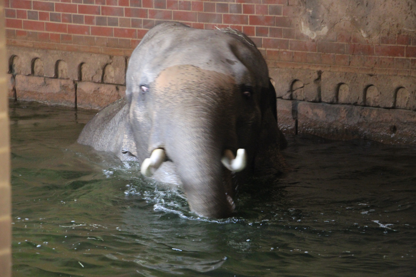 Elefant im Leipziger Zoo 
