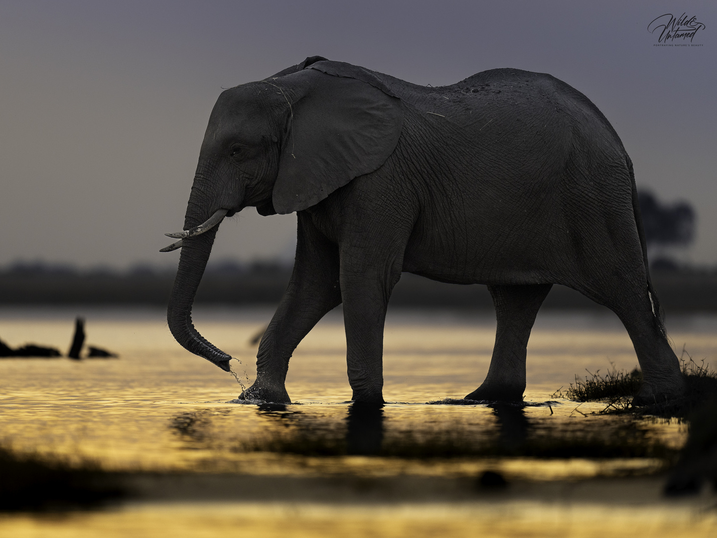 Elefant im letzten Abendlicht