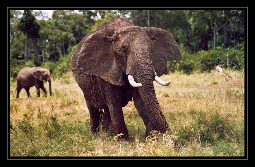 Elefant im Masai Mara (reload)