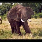 Elefant im Masai Mara (reload)