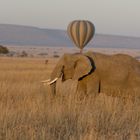 Elefant im Morgenlicht 