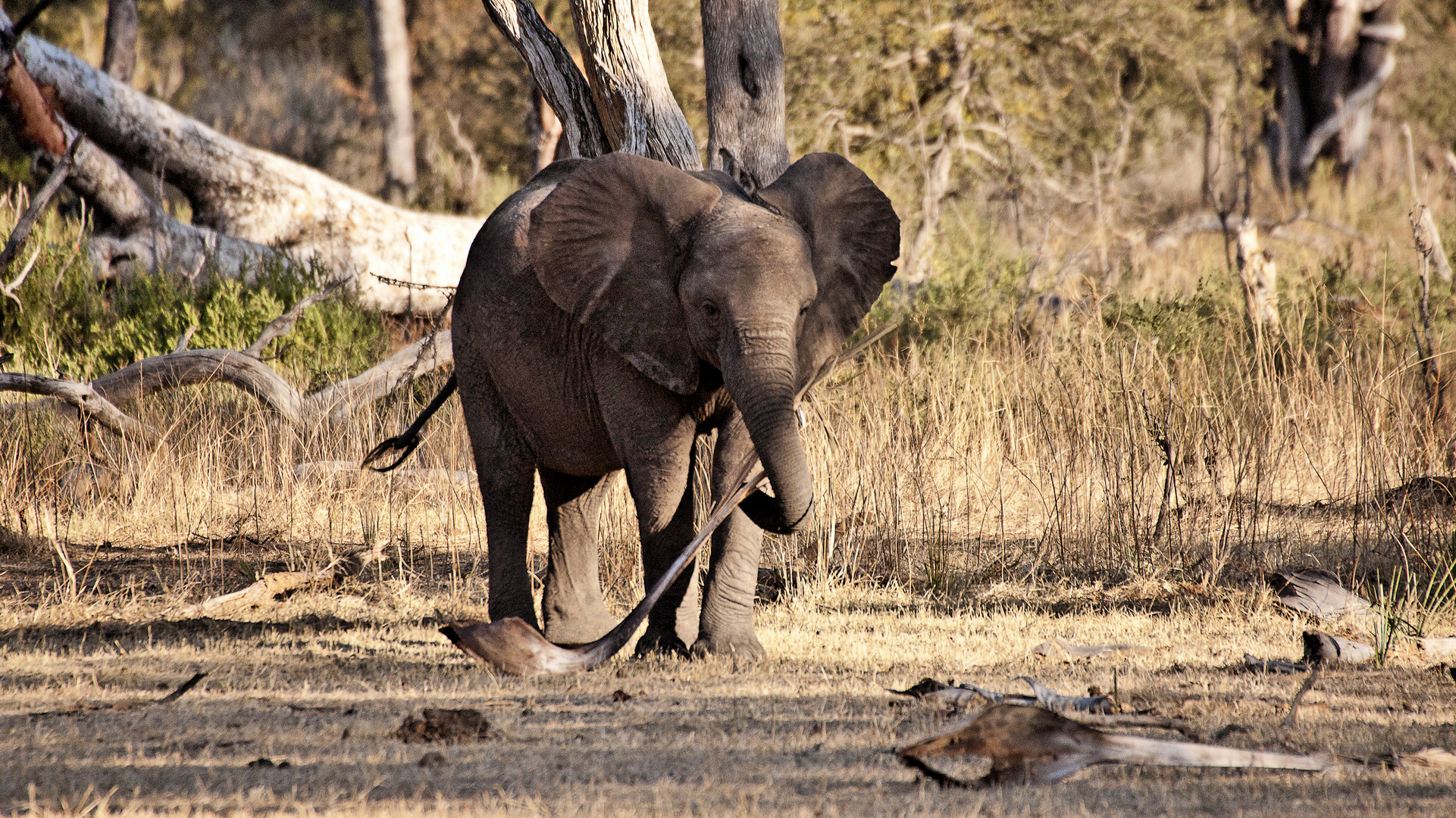 Elefant im Mosi Oa Tunya NP / Sambia