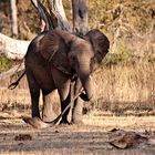 Elefant im Mosi Oa Tunya NP / Sambia