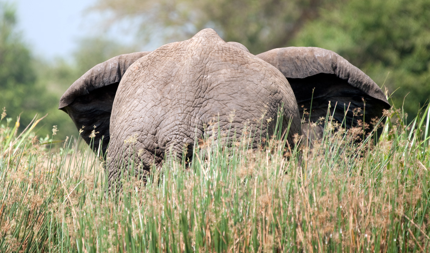 Elefant im Murchison Falls NP, Uganda