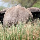 Elefant im Murchison Falls NP, Uganda