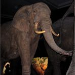 Elefant im Museum