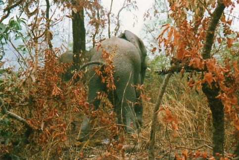 Elefant im Nebel . . .