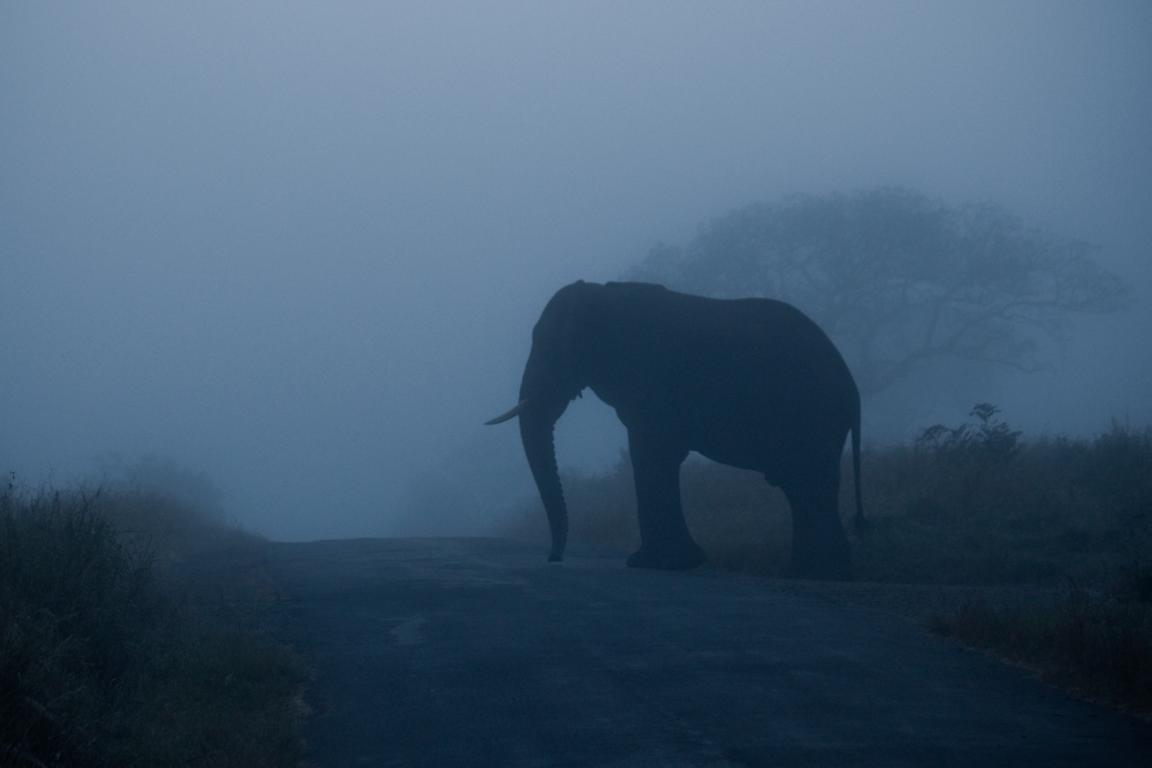 Elefant im Nebel