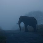 Elefant im Nebel