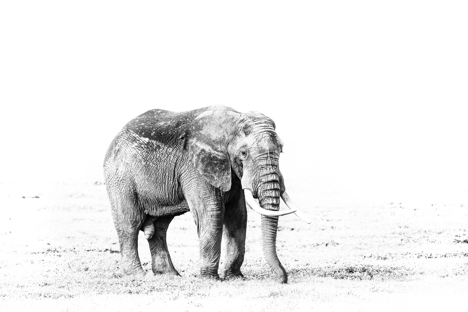 Elefant im Ngorogoro Krater in Tansania