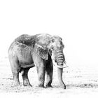Elefant im Ngorogoro Krater in Tansania