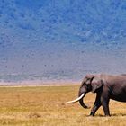 Elefant im Ngorongoro