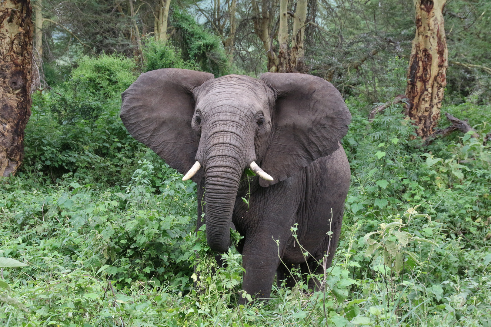 Elefant im Ngorongoro Krater.