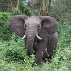 Elefant im Ngorongoro Krater.