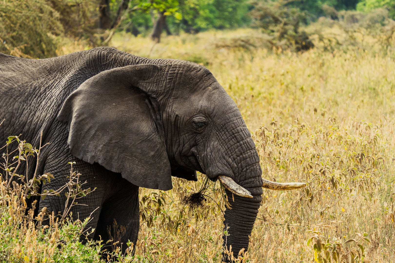 Elefant im Ngorongoro-Krater