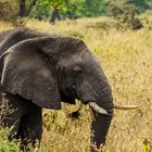 Elefant im Ngorongoro-Krater