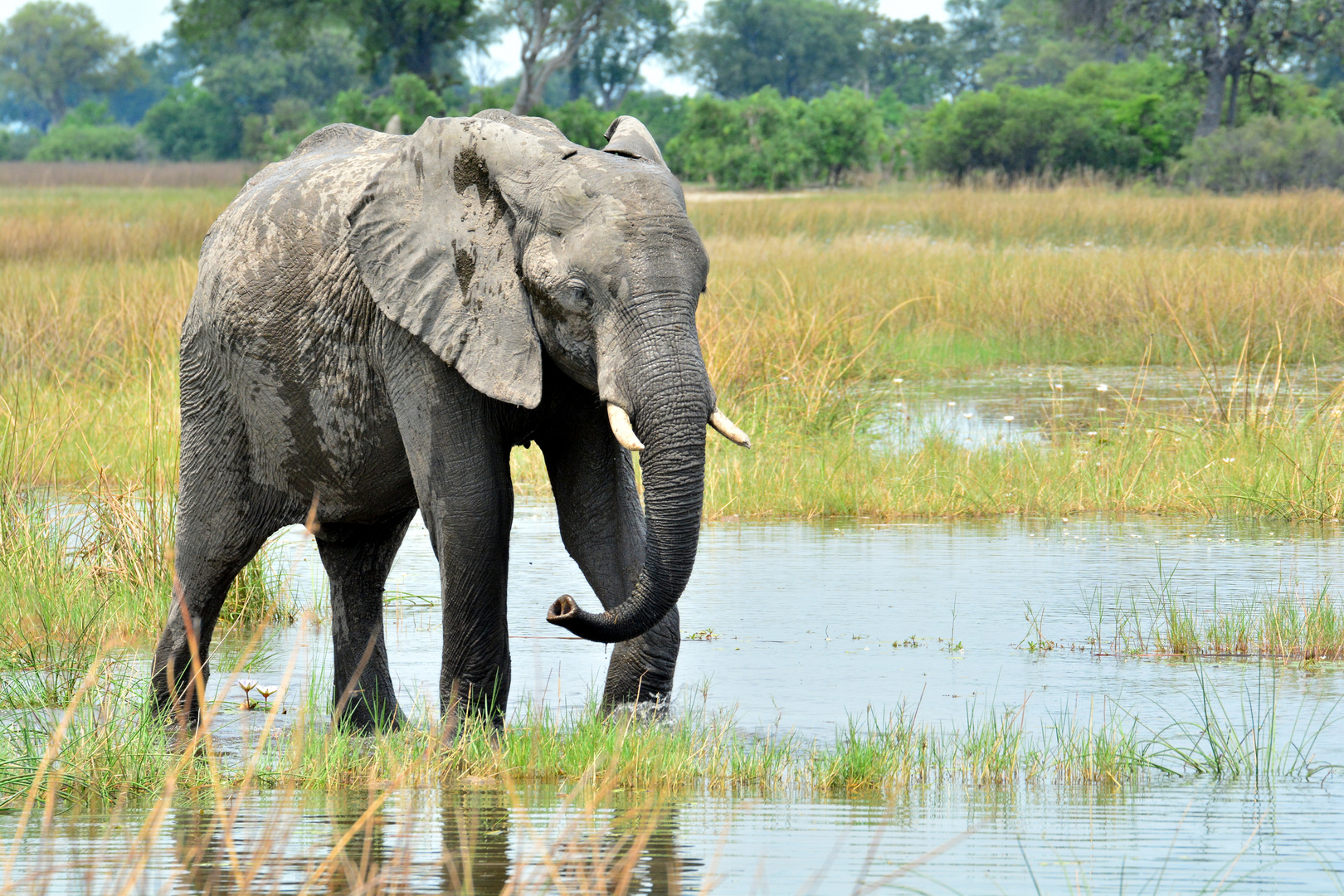 Elefant im Okavango-Delta