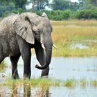 Elefant im Okavango-Delta