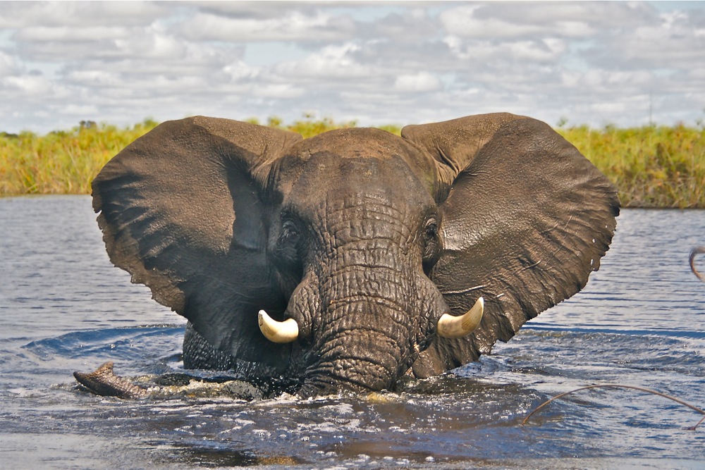 Elefant im Okavango Delta