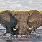 Elefant im Okavango Delta