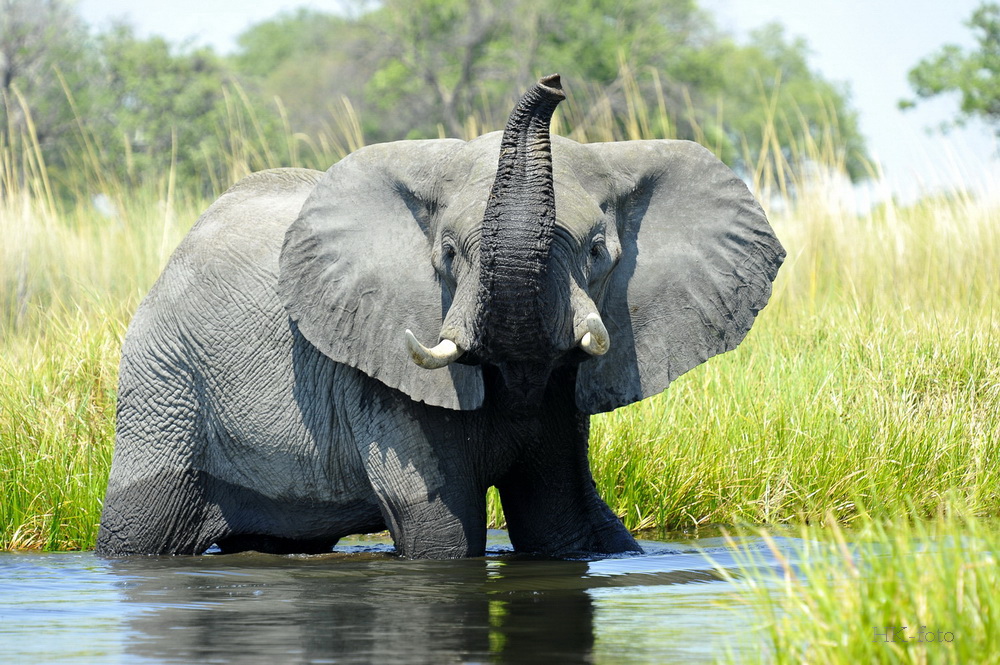 Elefant im Okawango Delta
