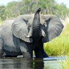 Elefant im Okawango Delta