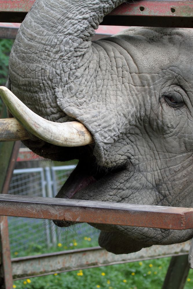 Elefant im Opel - Zoo
