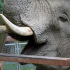 Elefant im Opel - Zoo