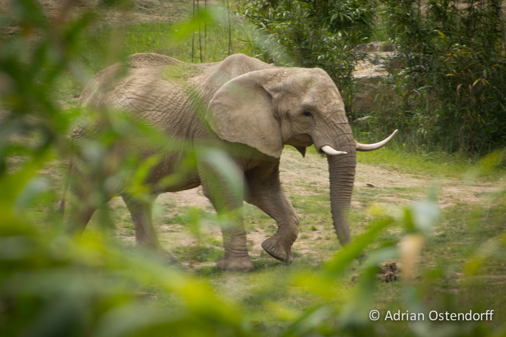 Elefant im Opel Zoo