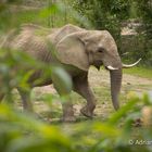 Elefant im Opel Zoo