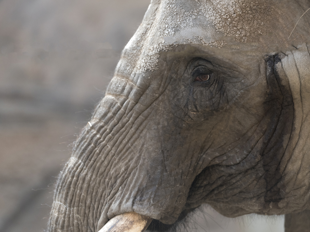 Elefant im Opel Zoo